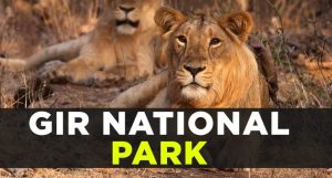 Gir National Park