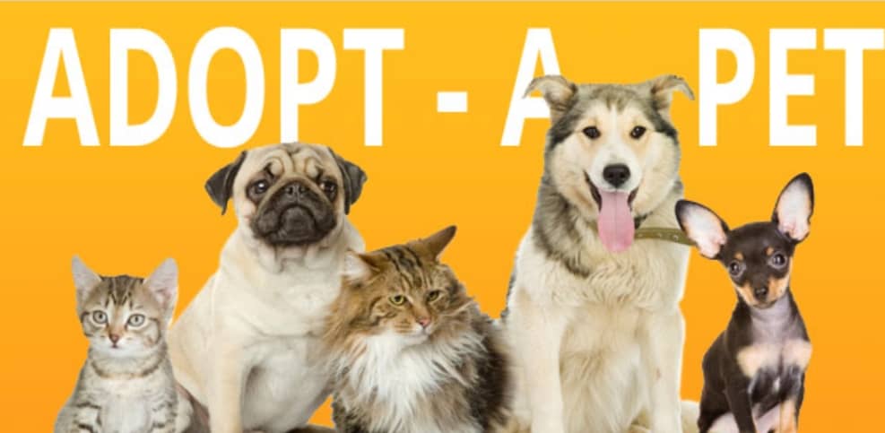 Adopt a Pet